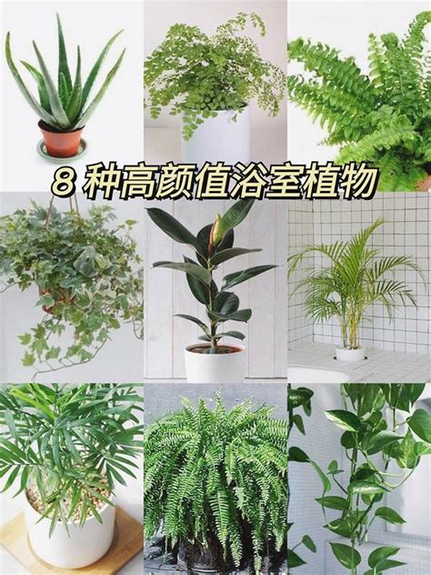 綠巨人植物風水|耐陰又好養的九種大型室內植栽推薦，沒有陽光也能享。